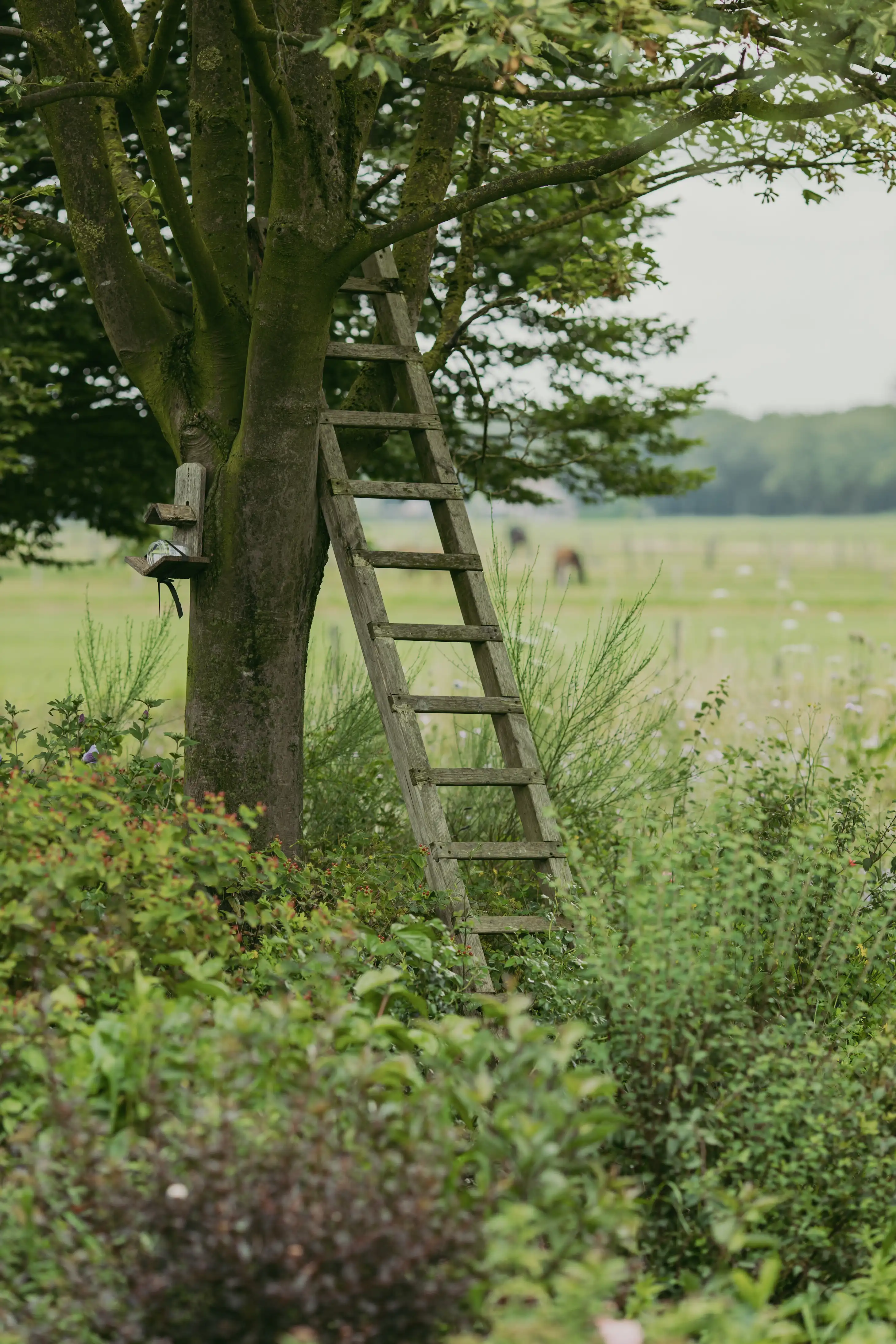 Landelijke bloeiende tuin