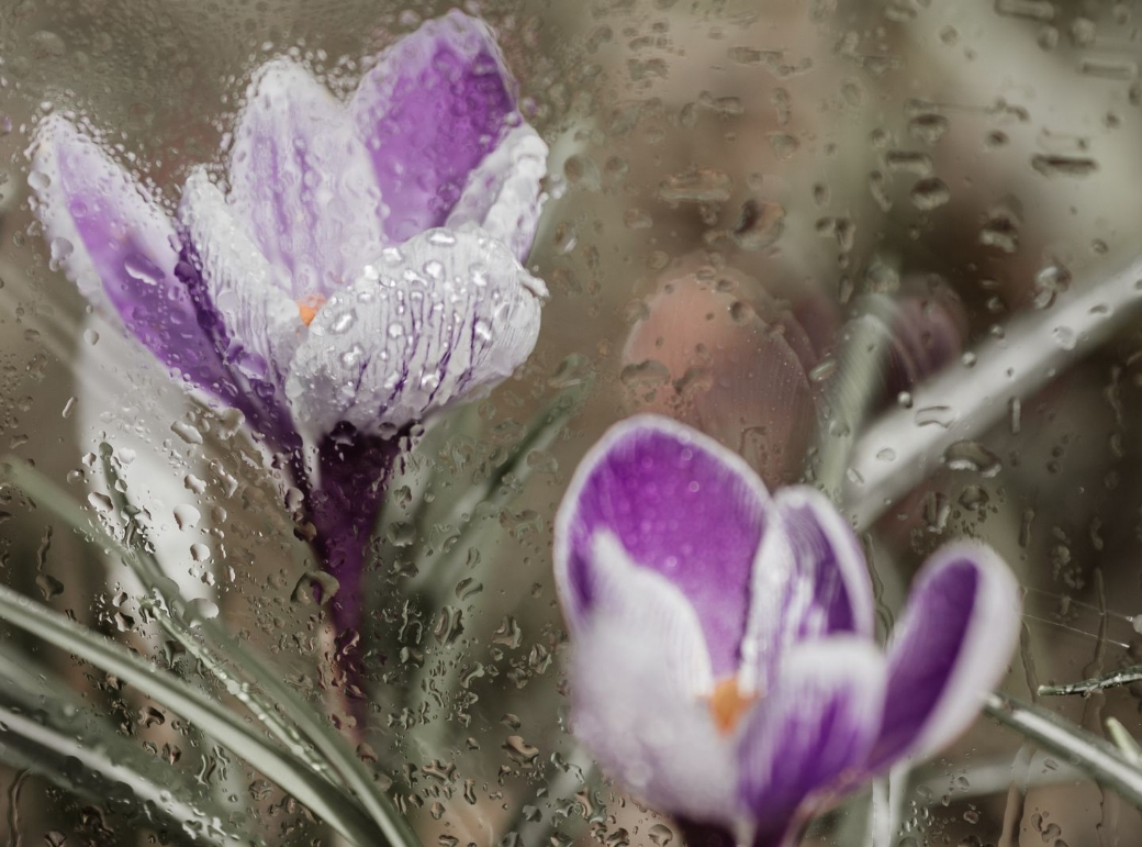 Februari. Moet je al wat in de tuin?