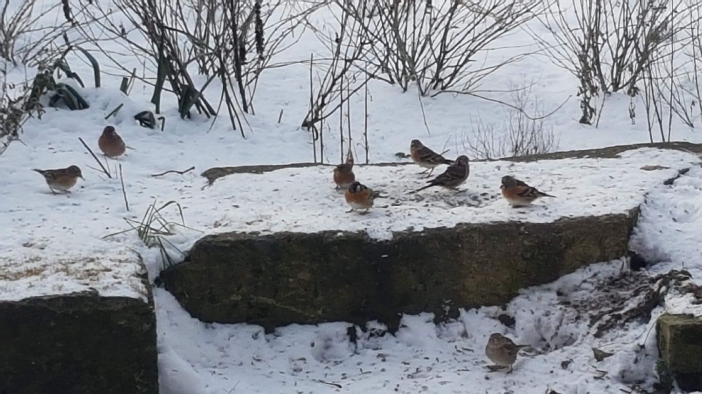 Bemesten van de tuin.