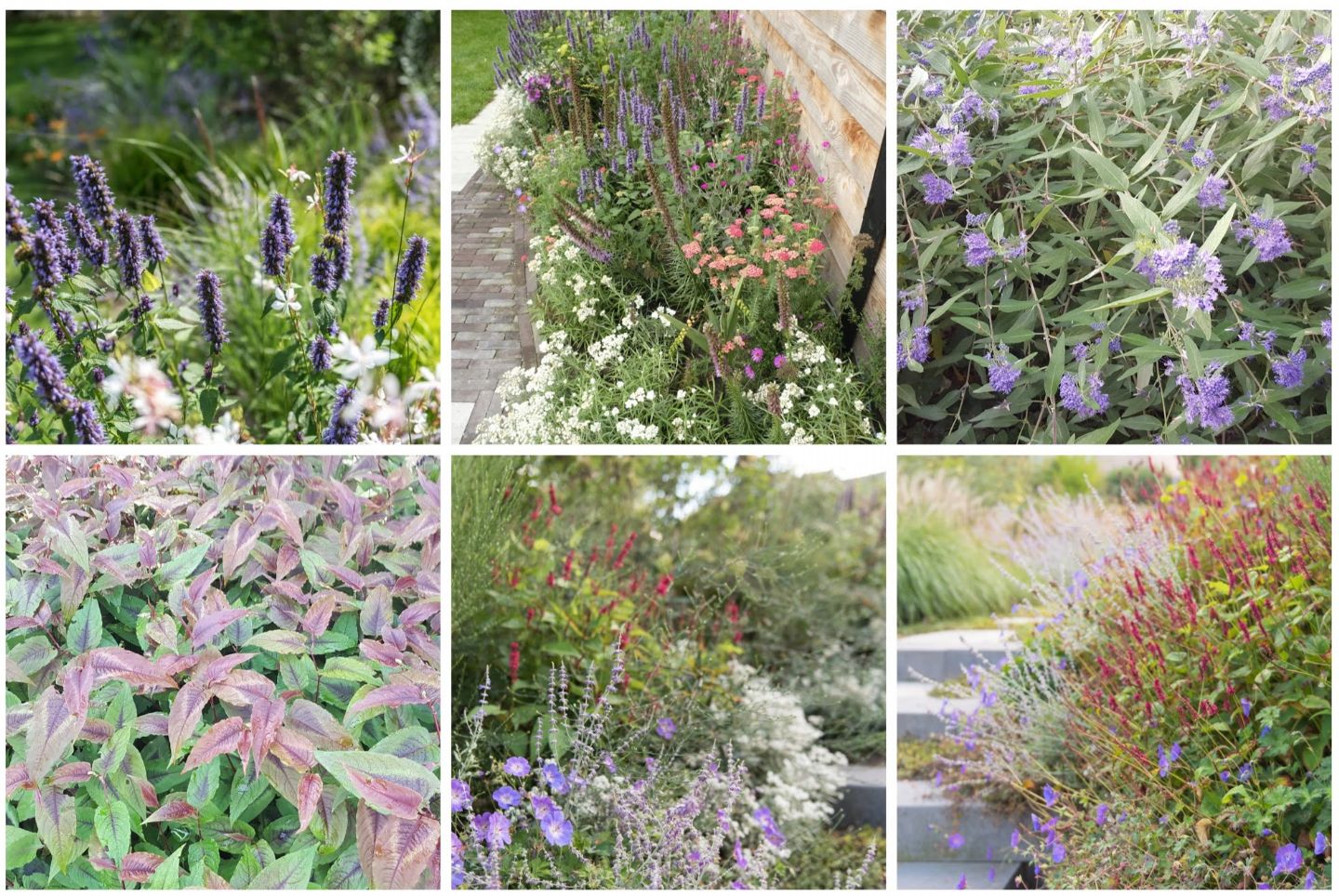 Plantencollectie Heester, Bomen en Vaste planten border